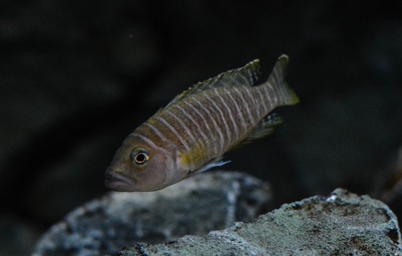 Neolamprologus similis